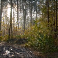 В осеннем лесу :: Алексей Патлах