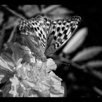 Бабочка на цветке :: Марк Э