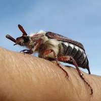 Майский жук :: Светлана Рябова-Шатунова