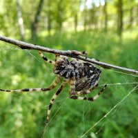 Большой паук в лесу :: Светлана Рябова-Шатунова