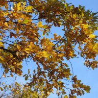 Золотые листья дуба :: Дмитрий Никитин