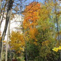 Деревья осенью :: Дмитрий Никитин