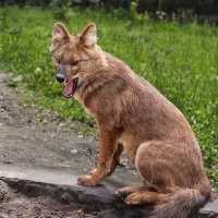 Красный волк :: Nn semonov_nn