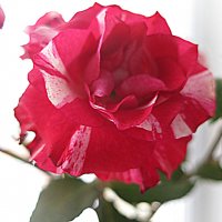Роза-символ совершенства. :: Валентина Жукова