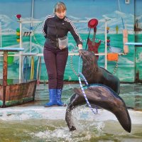 Шоу морских котиков в Краснодарском Сафари-парке :: Андрей Майоров