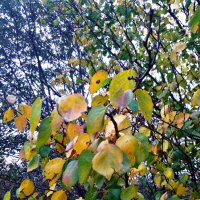 Осенние листья :: Татьяна Королёва