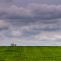 Пшеничное поле :: Игорь Сикорский