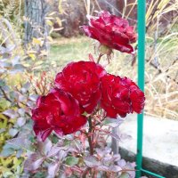 Одни розы не бояться ночных заморозков! :: Наталья Тимофеева