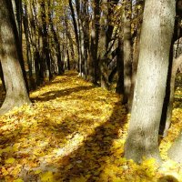 Осенний парк :: Милешкин Владимир Алексеевич 