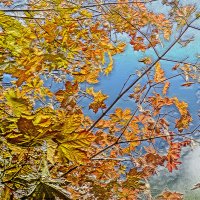 Кленовые листья :: Алексей Виноградов