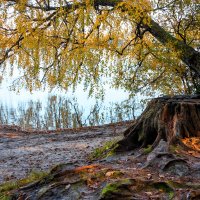 Золотая осень на озере Свитязь :: Александр Алин