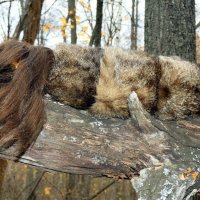 Ужасы нашего леса: вспоминая шаманку Синильгу.. :: Андрей Заломленков