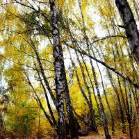 Осенний лес :: Ростислав 