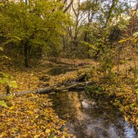 в листве :: олег добрый