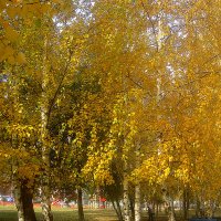 Березы в золотую осень :: Елена Семигина