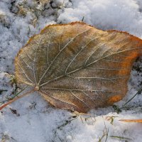 Жёлтые листья на белом снегу, словно осколки ушедшего лета... :: Tatiana Markova