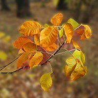 Осенние листья :: георгий  петькун 