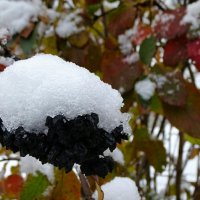 Ягоды бузины под снежной шапкой :: Милешкин Владимир Алексеевич 
