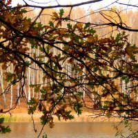 дубовые листья :: Alisa Koteva 