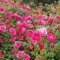 Тропинка,...сад,...калитка,...а на входе расцвёл великолепной розы куст... :: Алёна Савина