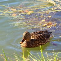 В октябрьской воде :: Татьяна Ломтева