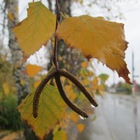 Осенний дождь :: Алексей Кузнецов