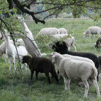 О козах и овцах ... :: Алёна Савина