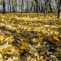 На ковре из жёлтых листьев В платьице простом... :: Сергей Ключарёв