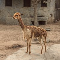 Викунья. Зоопарк Перу ЛИМА. 01.11.2018 :: Svetlana Galvez