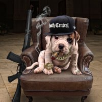 gangsta-dog :: Игорь Козырин