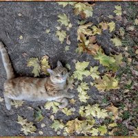 "Осень-Рыжая кошка." :: victor buzykin