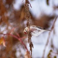 Обыкновенная чечетка (Acanthis flammea Linnaeus) :: Владислав Левашов