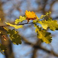 Листья желтеют и радостно падают от вздохов ветра....... :: Tatiana Markova