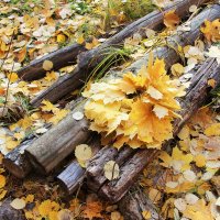 Осенний листопад. :: Лариса Исаева