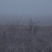 в тумане :: Илья 
