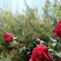 Красные розы :: Анна Ополихина