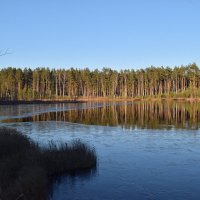 Ноябрь на лесном озере. :: Григорий Вагун*