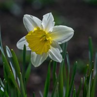 Цветок весны :: gribushko грибушко Николай