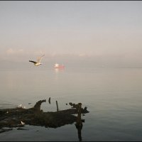 Туман над Кольским заливом :: Владимир Стаценко