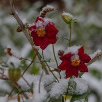 Цветы в снегу. :: Serge Lazareff