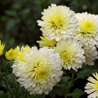 Хризантемы - последние цветы года :: Татьяна Смоляниченко