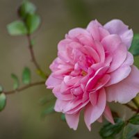 Розовая роза :: Ирина Комолова