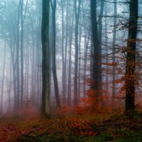мистический лес :: Elena Wymann