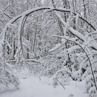 Припорошило снегом лес. :: Галина .