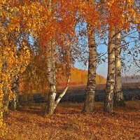 Золотая  осень :: Виталий Селиванов 