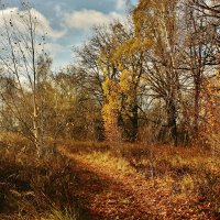 Поздняя осень в Подмосковье :: Сергей Лычагин