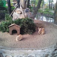 домик для кроликов :: Владимир 