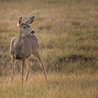 Коренной житель Брайса. :: Ольга Петруша