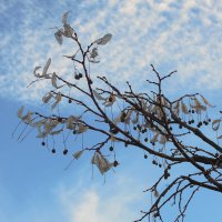 Ветви липы рвутся в небеса... :: Тамара Бедай 