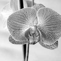 Orchidaceae :: Сергей Тарабара